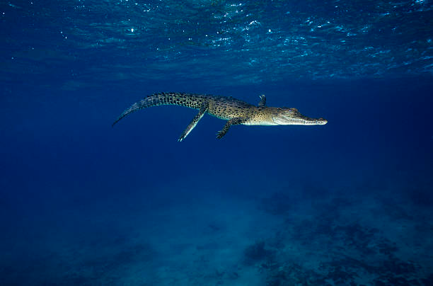 Saltwater crocodile swimming speed: Unbelievable agility!