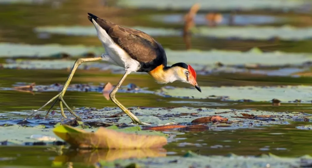 Wildlife Spotting with Experts
