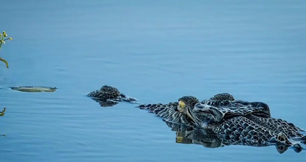 crocodiles